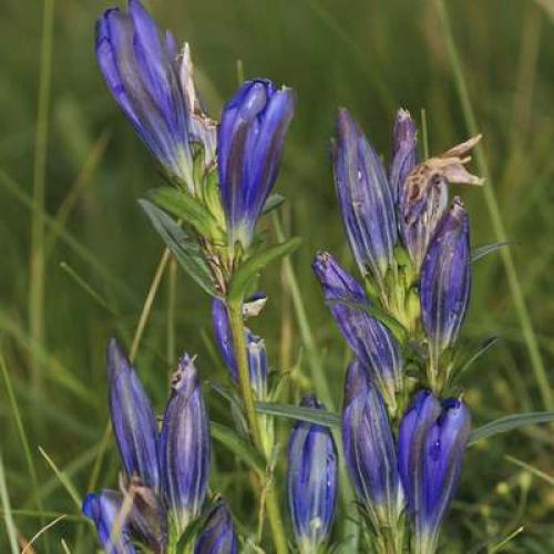 gentiana_pneumonanthe_sagne_morte_gourdouze_-_4.jpg