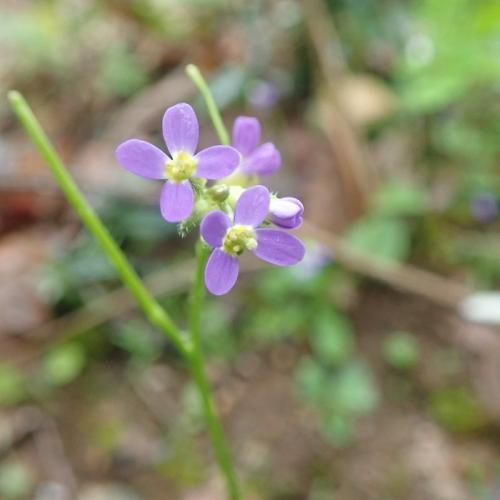 arabis_verna_bois_de_tessone_arre_0.jpg