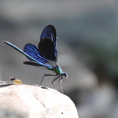 calopteryx_vierge_male_avec_une_fourmis.jpg