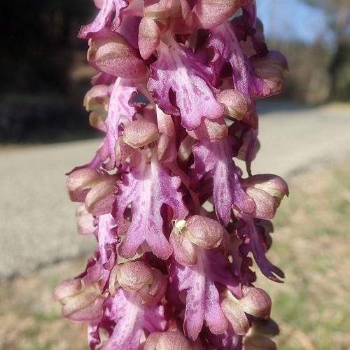 zoom_sur_une_inflorescence_dorchis_geant_et_sa_fleur_anthropomorpheweb.jpg