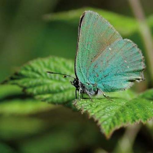 pv_argus_vert_callophrys_rubi_c_emilien_herault_pnc.jpg