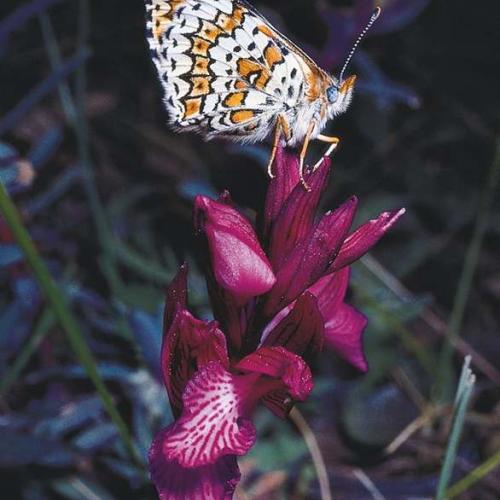 Les orchidées du Parc national des Cévennes