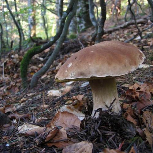 Les champignons du Parc national des Cévennes