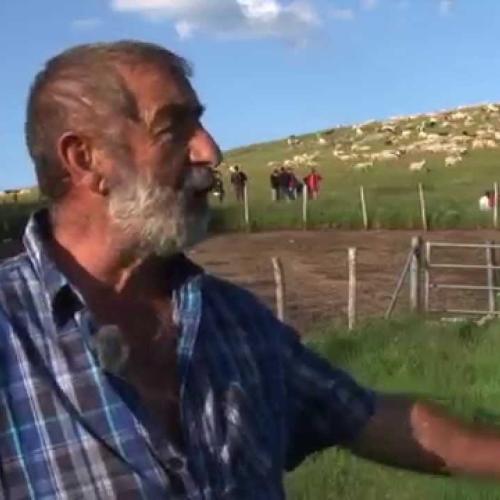 Transhumance aux Pises sur l'Aigoual