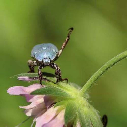 vignette_hoplia_caerulea_c_bruno_descaves.jpg