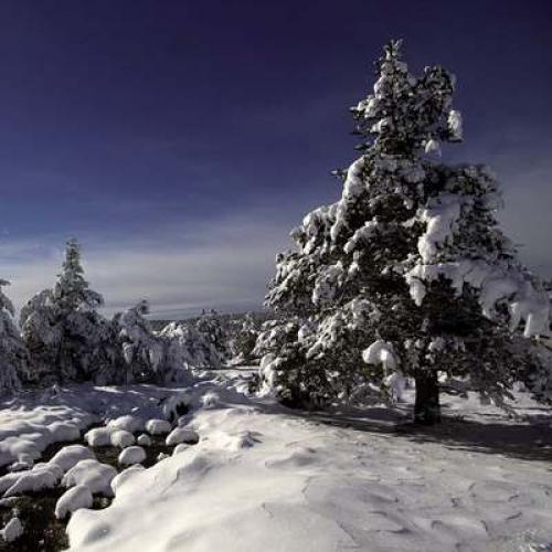 vignette_neige_sur_le_mont_lozere_c_jean-pierre_malafosse_pnc.jpg