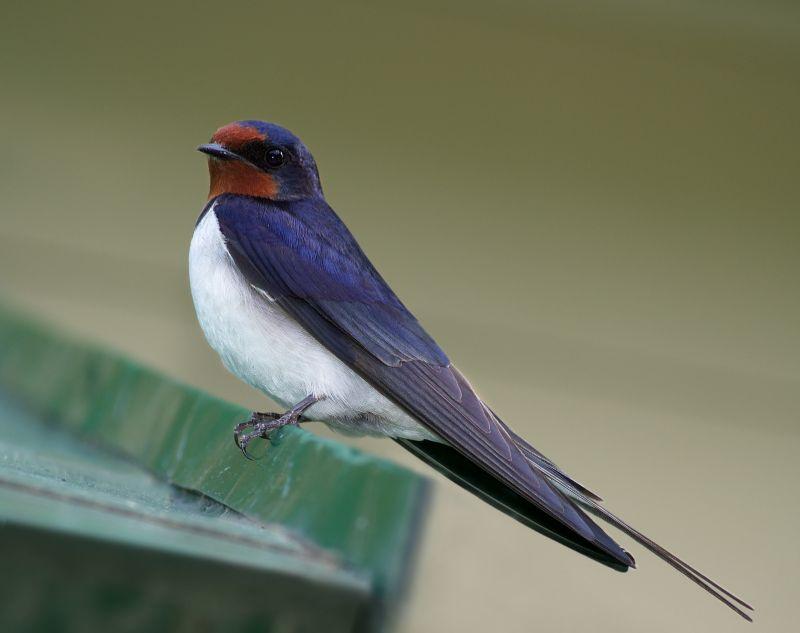 BIODIV