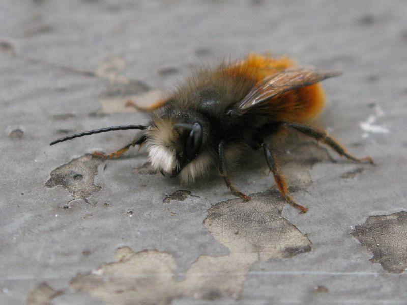 BIODIV