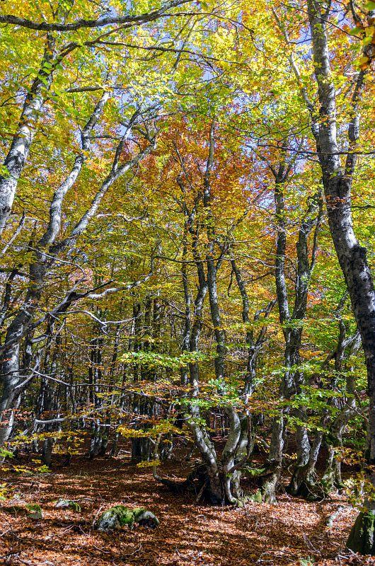 sentier_de_mas_camargue_en_automne_hetraie_olivier_prohin.jpg