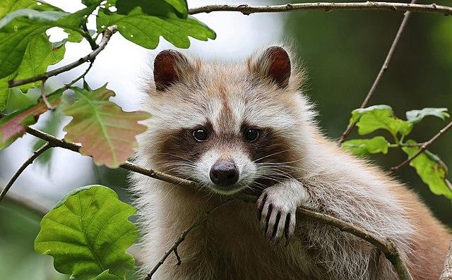 Bilan naturaliste 2022 : retrouvez les observations et avancées ...