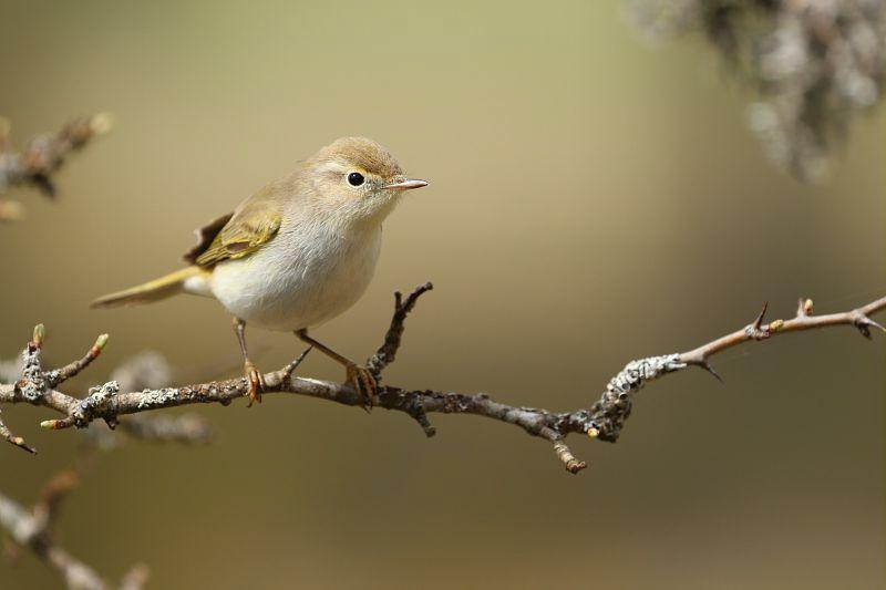 Pouillot de Bonelli St Pierre des Tripiers
