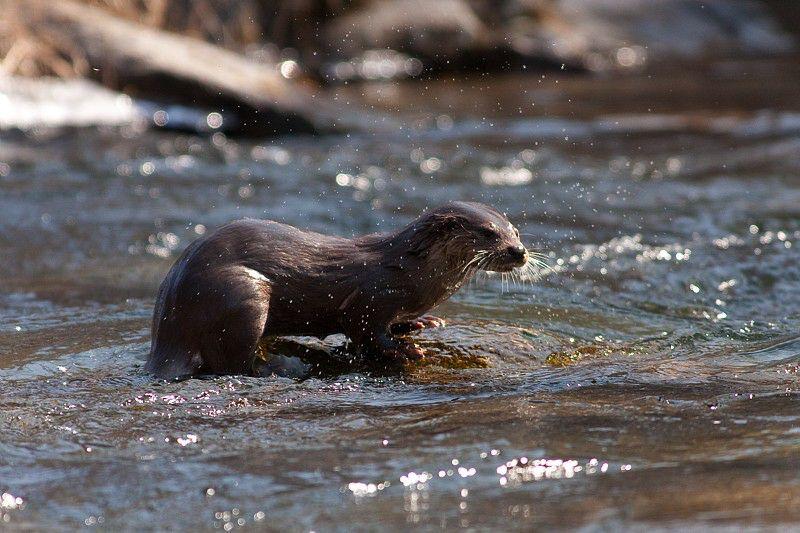 loutre