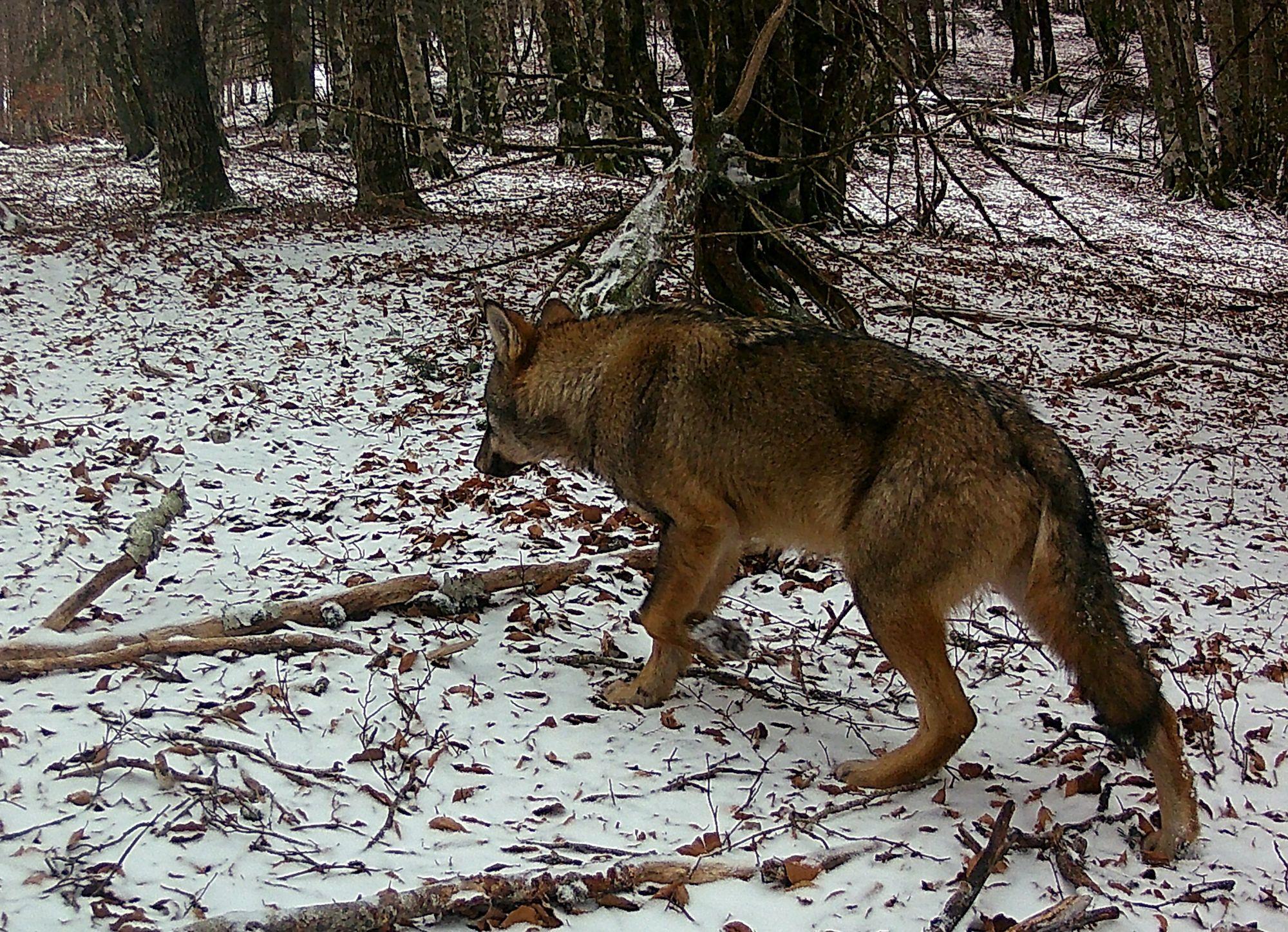 Loup
