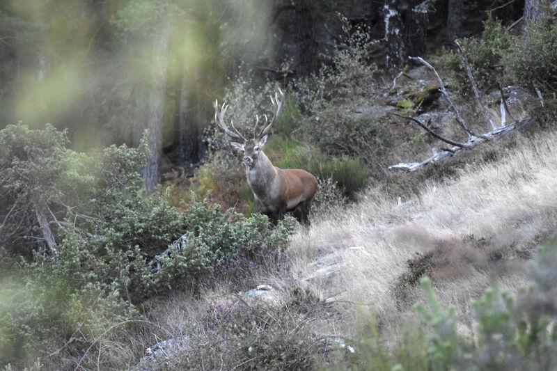 Chasse