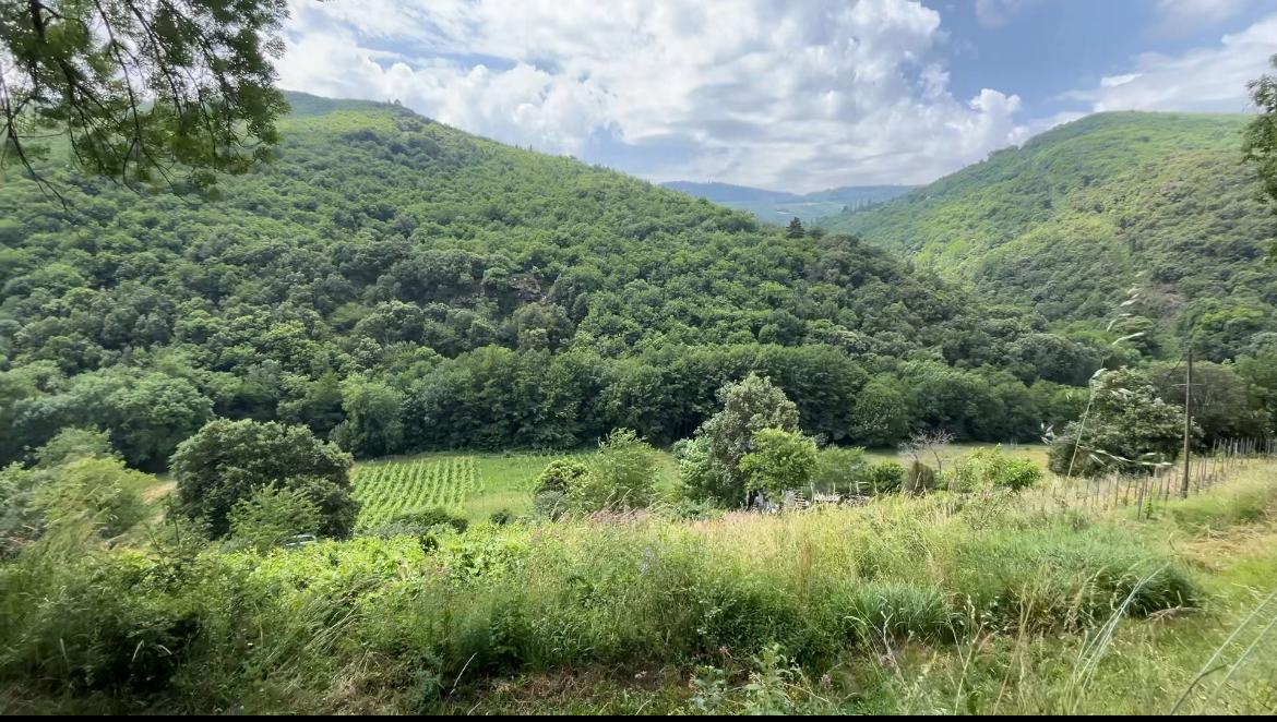 Les vignes du Clos de la Rouvière