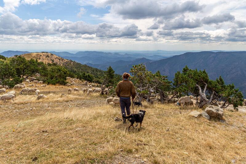transhumant sur l'aigoual