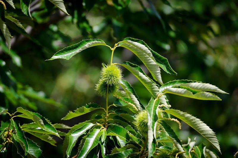 feuilles de châtaignier