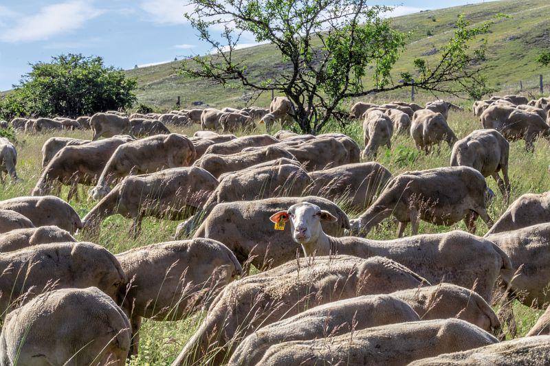 Brebis sur le Causse méjean
