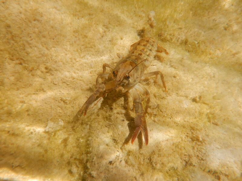 ecrevisse à pattes blanches