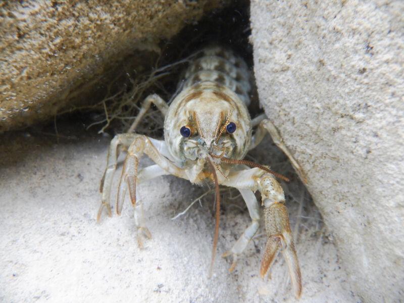 Ecrevisse à pattes blanches dans des rochers
