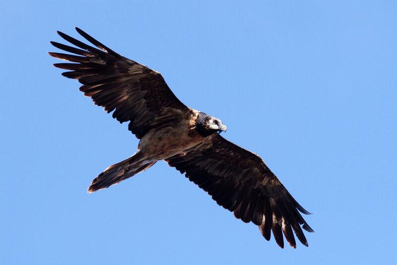 Gypaète barbu en vol