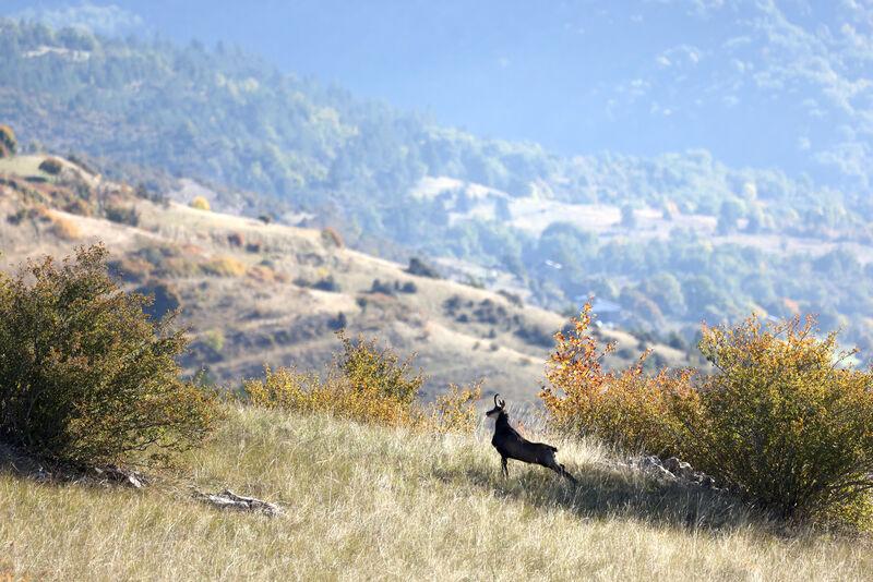 Chamois sur le Causse Méjean