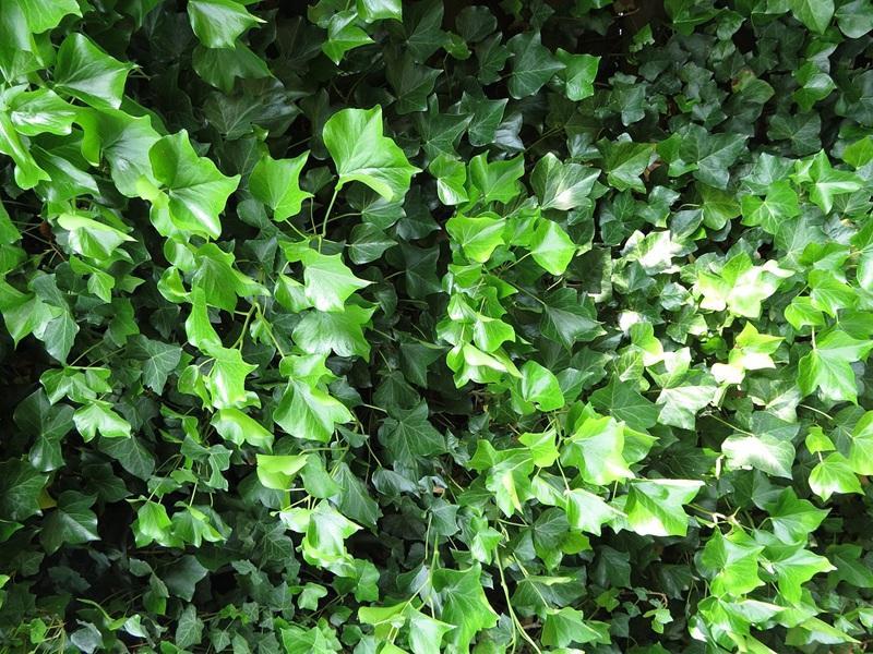 feuilles de lierre grimpant