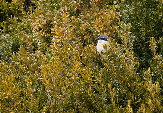 Pie grièche méridionale dans un buis