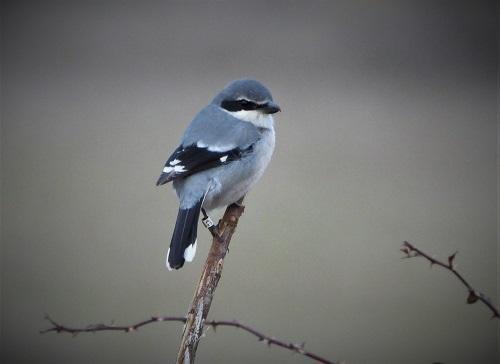 pie grièche méridionale sur un piquet