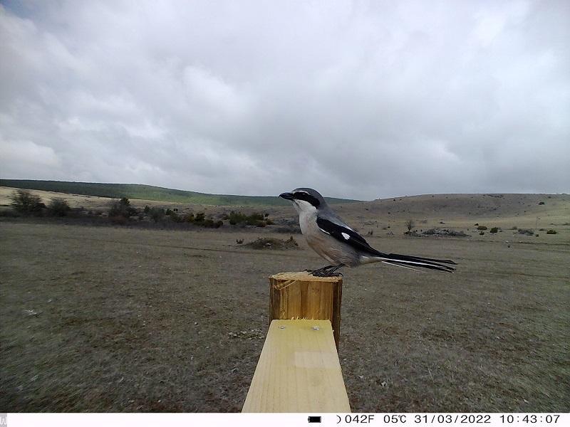 pie grièche méridionale prise par piège photo