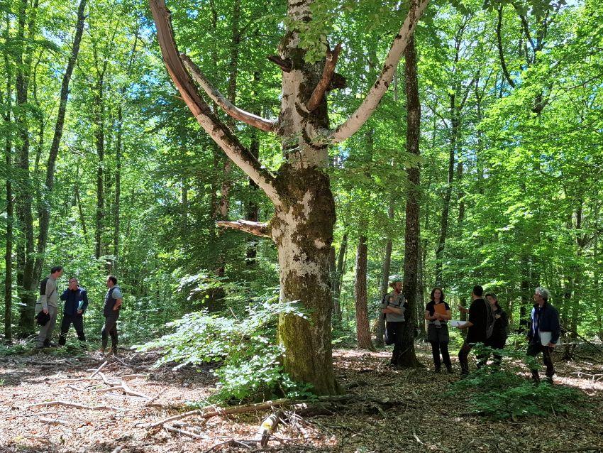 Forêt
