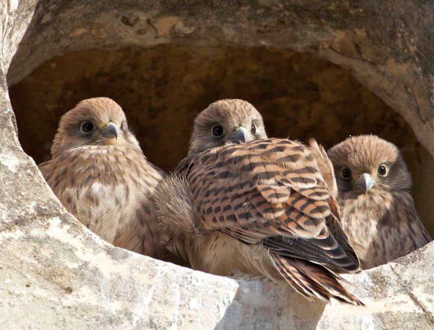 BIODIV