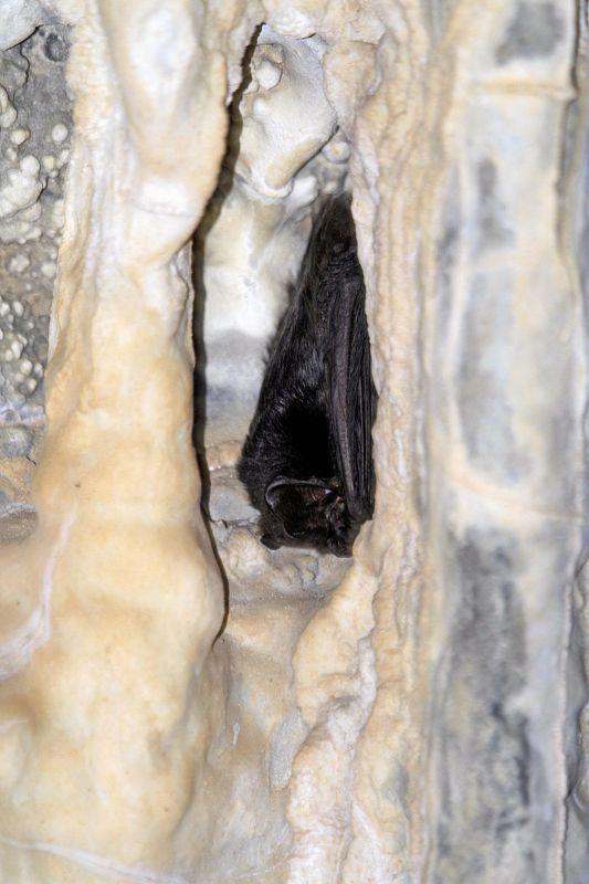 Barbastelle dans une grotte