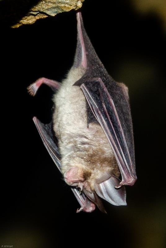 Rhinolophe en hibernation la tête à l'envers