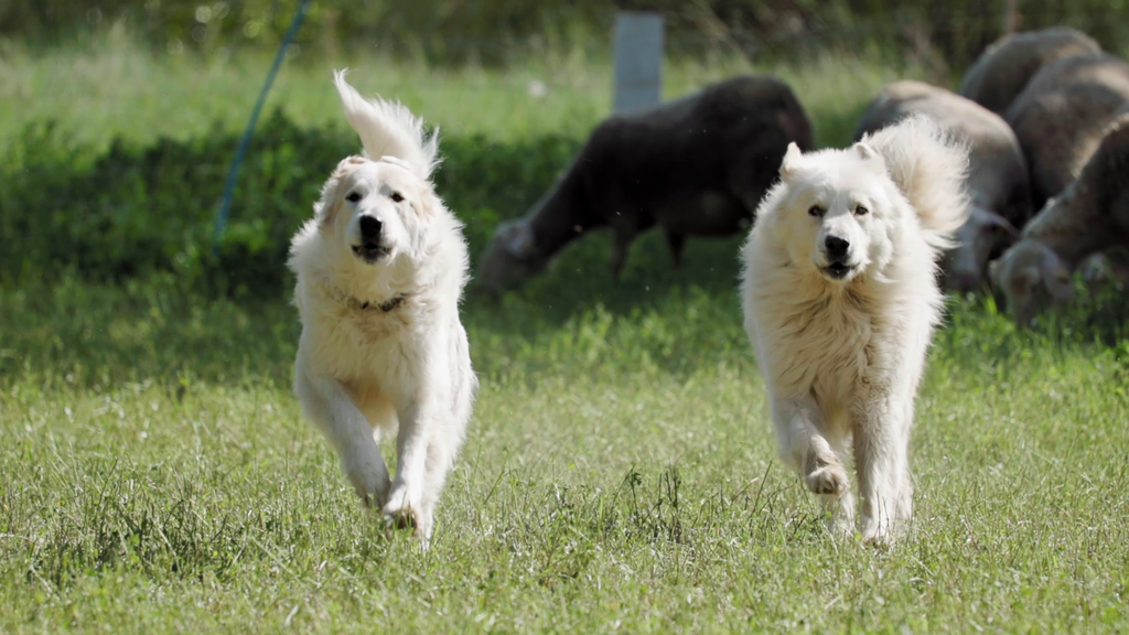 Chiens de protection des troupeaux qui courent dans l'herbe