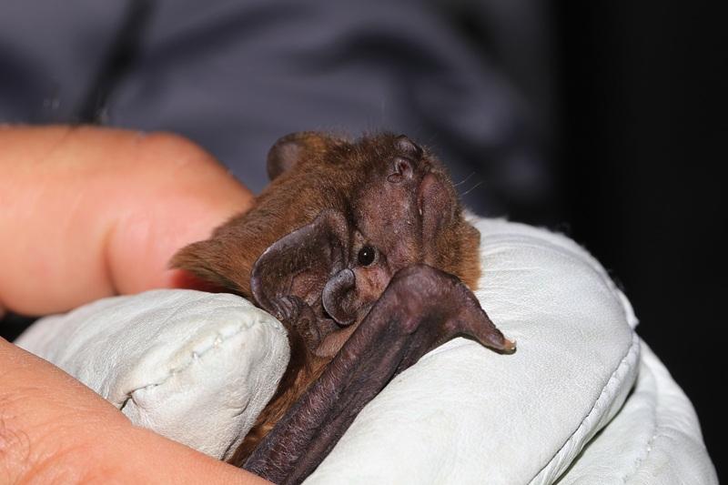 grande noctule male dans la main d'un scientifique
