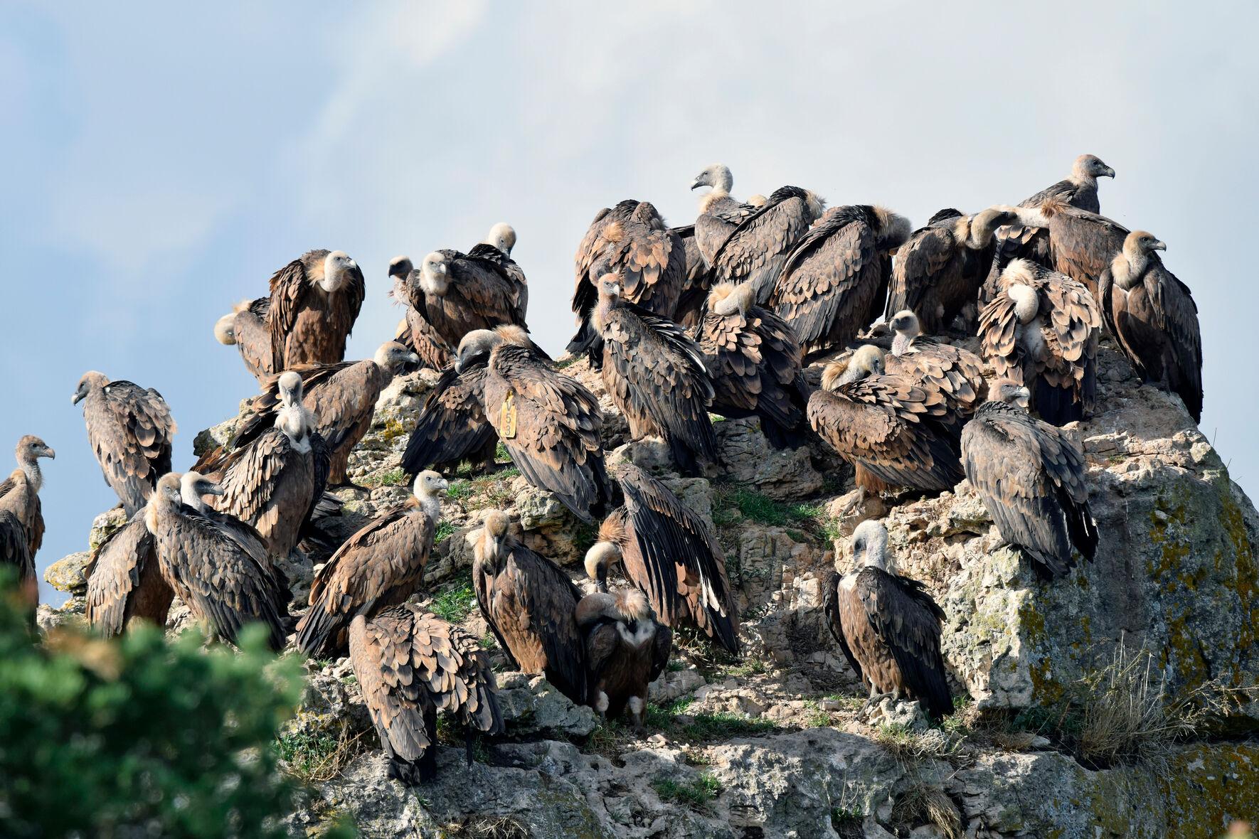 Vautours fauves dans le Parc national des Cévennes