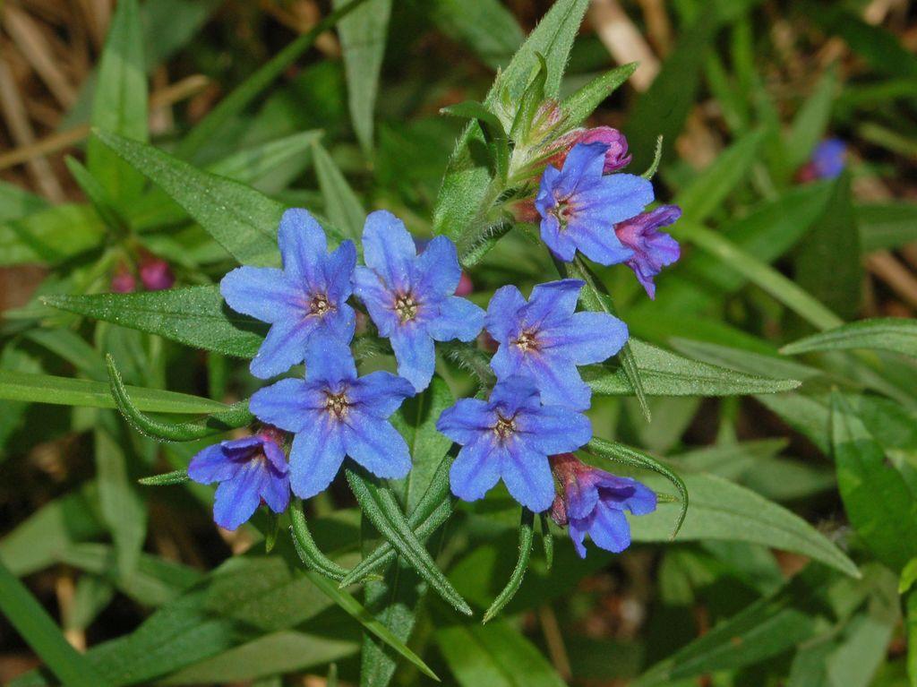 Boraginaceae_-_Buglossoides_purpurocaerulea