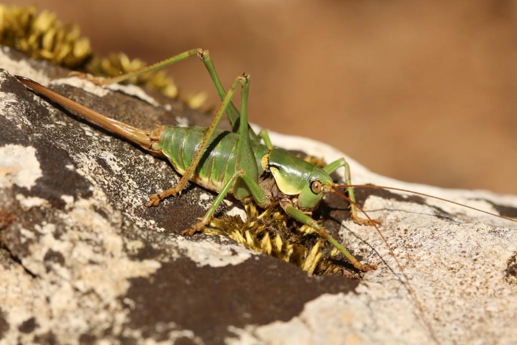L’Antaxie cévenole, femelle