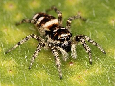 1280px-kaldari_salticus_scenicus_female_01web.jpg