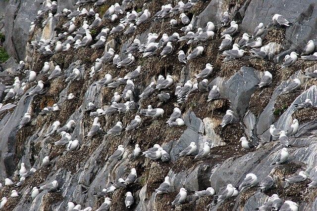 640px-black-legged_kittiwake_colony_-_dpla_-_3b186ac7a707303658a84990c06df96f.jpg