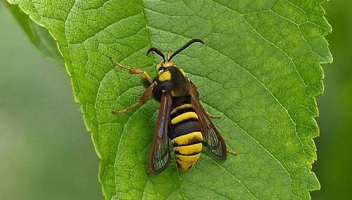 800px-sesia_apiformis_on_leaf.jpg