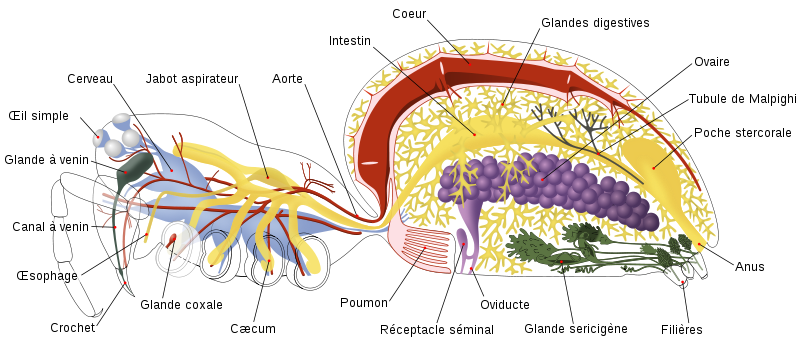 800px-spider_internal_anatomy-fr.svg_.png