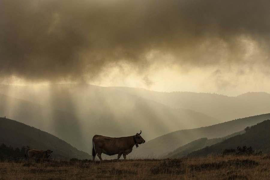 vache_aubrac_mt_aigoual_210.09.12.jpg