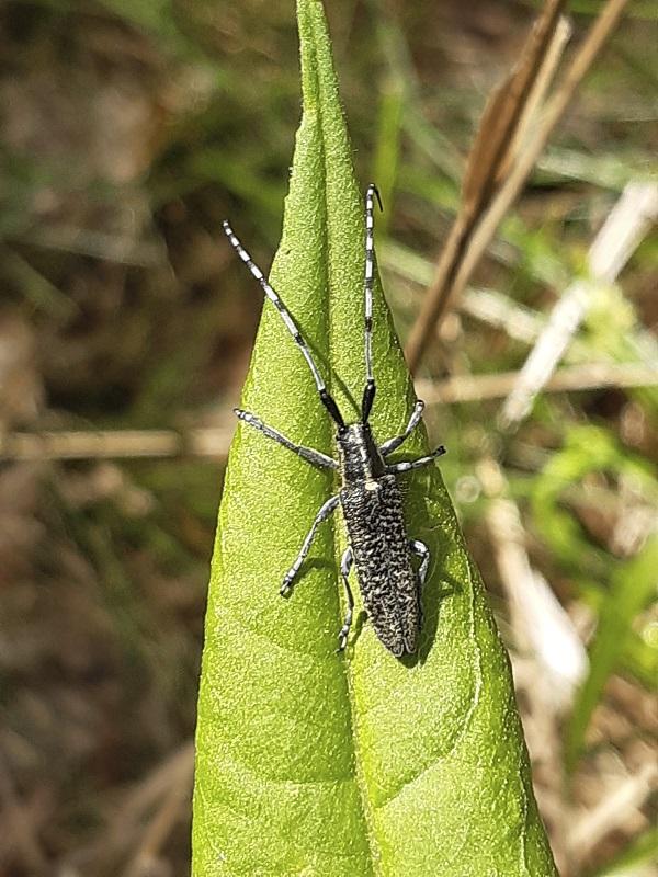 agapanthia_foreet_du_cougnet_sur_senecio_ovatus_altier_mt_lozecre.jpg