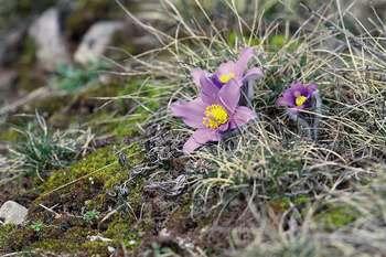 anemone_pulsatilla_vulgaris_c_regis_descamps_pnc.jpg