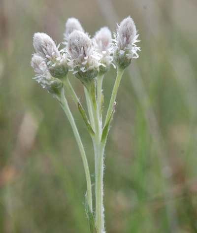 antenneria_dioca_femelle.jpg