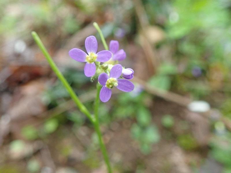 arabis_verna_bois_de_tessone_arre.jpg