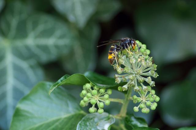 asian-hornet-g0726e77b8_640.jpg