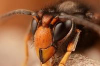 asian_hornet_33283876513_2web.jpg